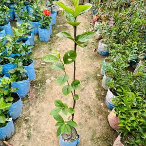 ৫ পিচ পার্সিমন চারা