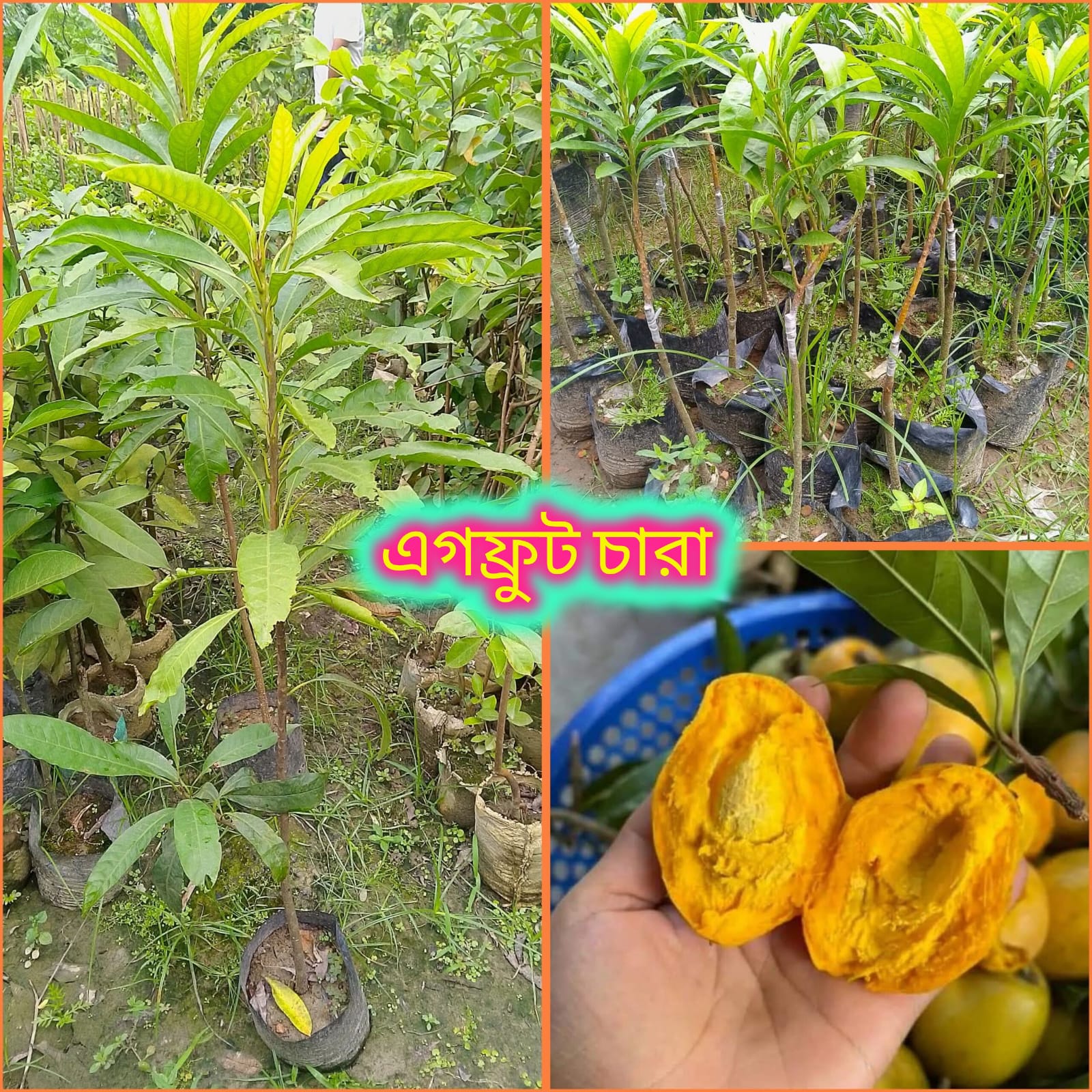 এগফ্রুট চারা