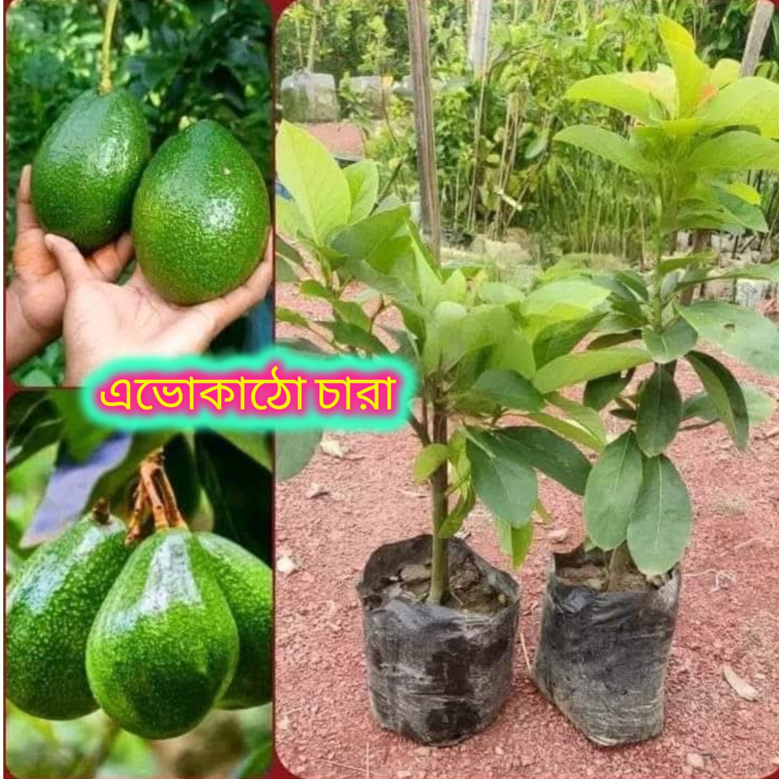 এভোকাডো চারা