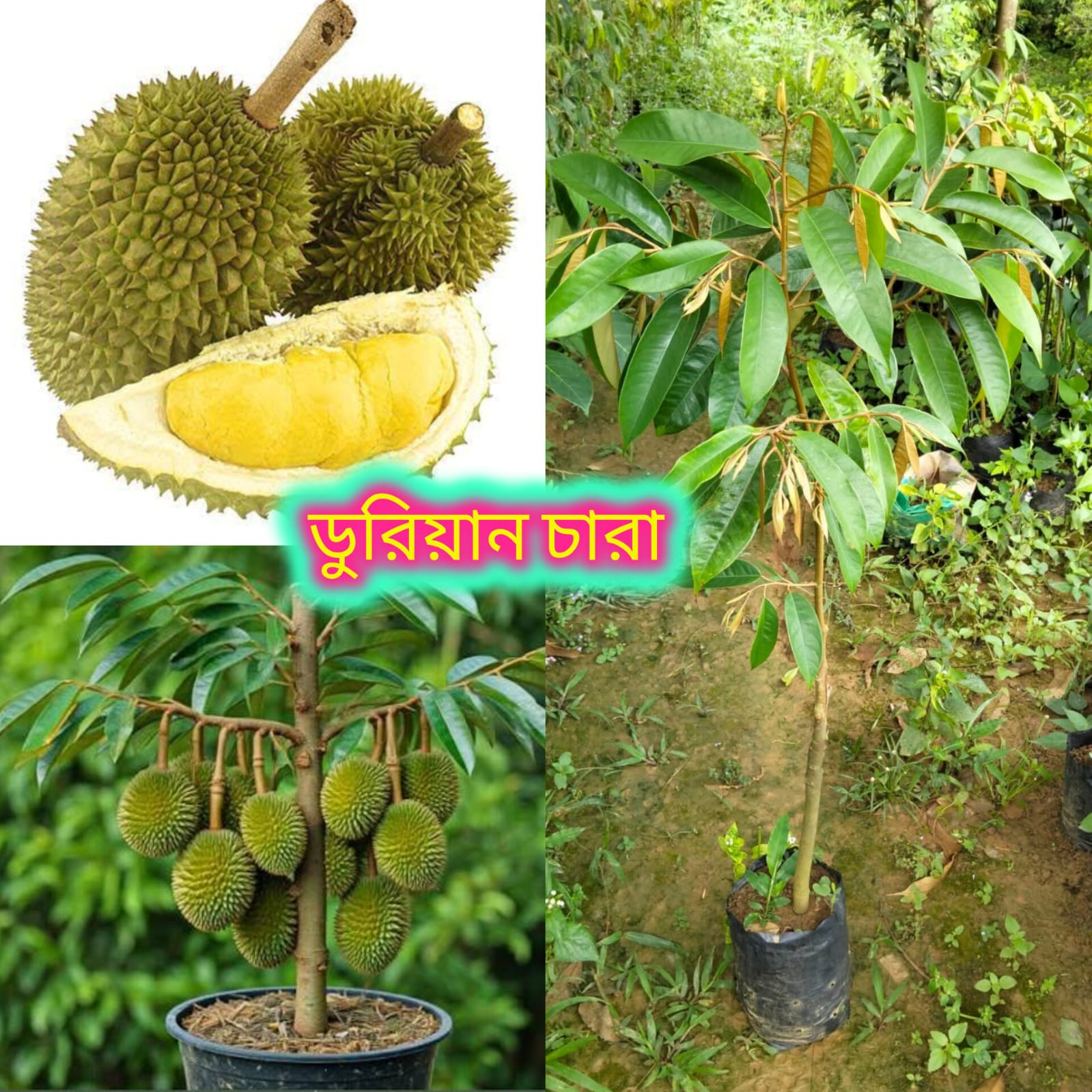 ডুরিয়ান চারা