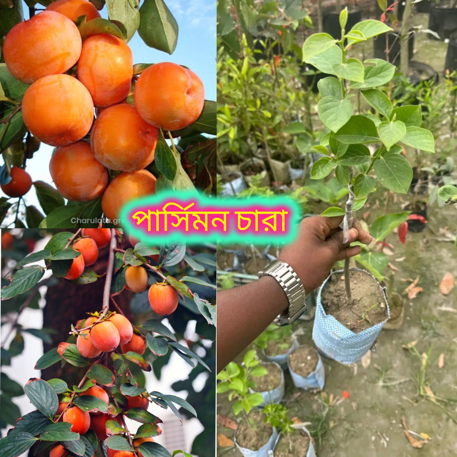 পার্সিমন চারা