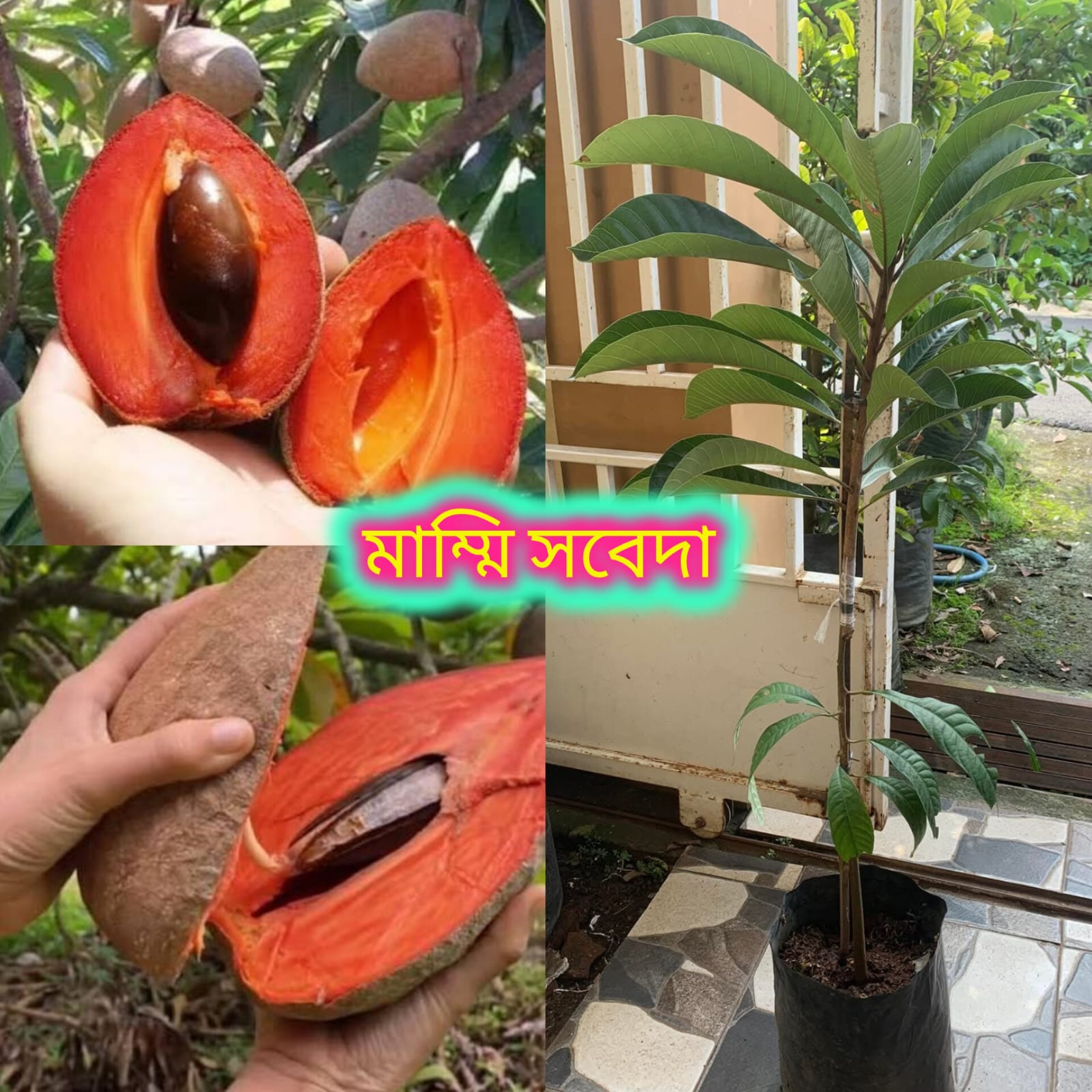 মাম্মি সবেদা