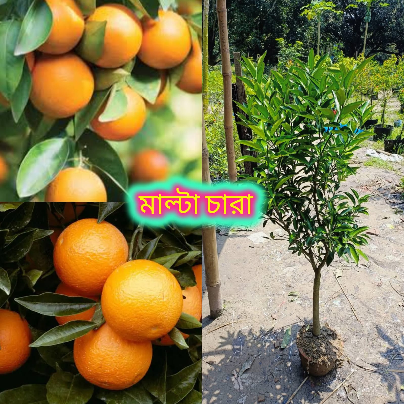 মাল্টা চারা