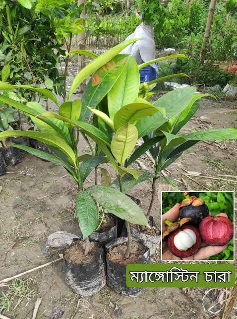 ম্যাংগোস্টিন চারা