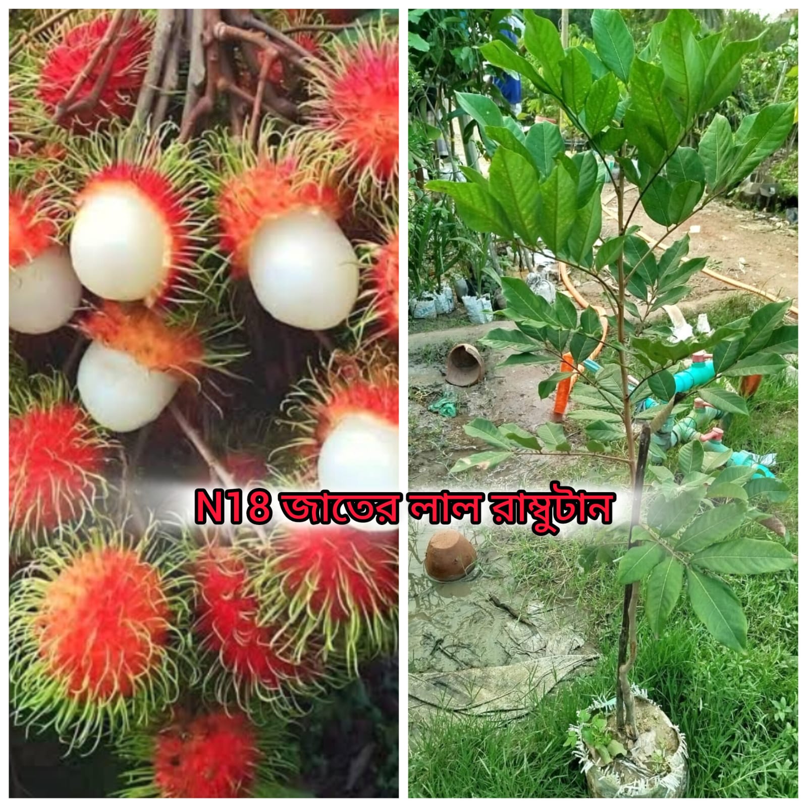 রাম্বুটান চারা