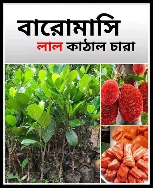 লাল কাঠাল