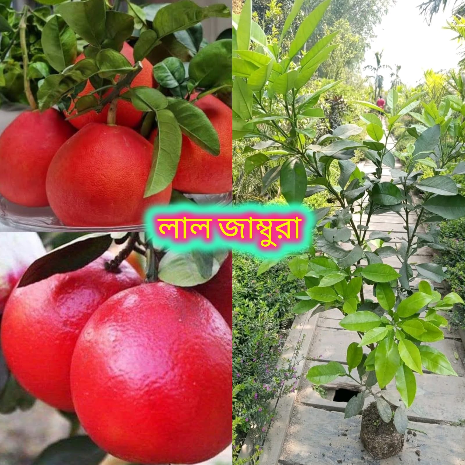 লাল রাম্বুটান