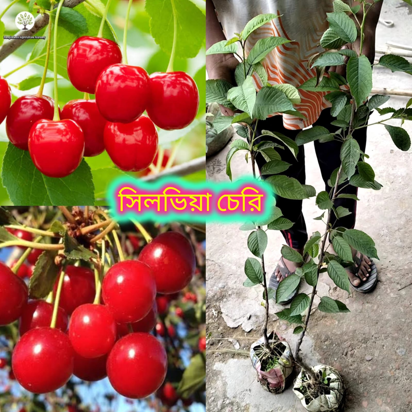 সিলভিয়া চেরি