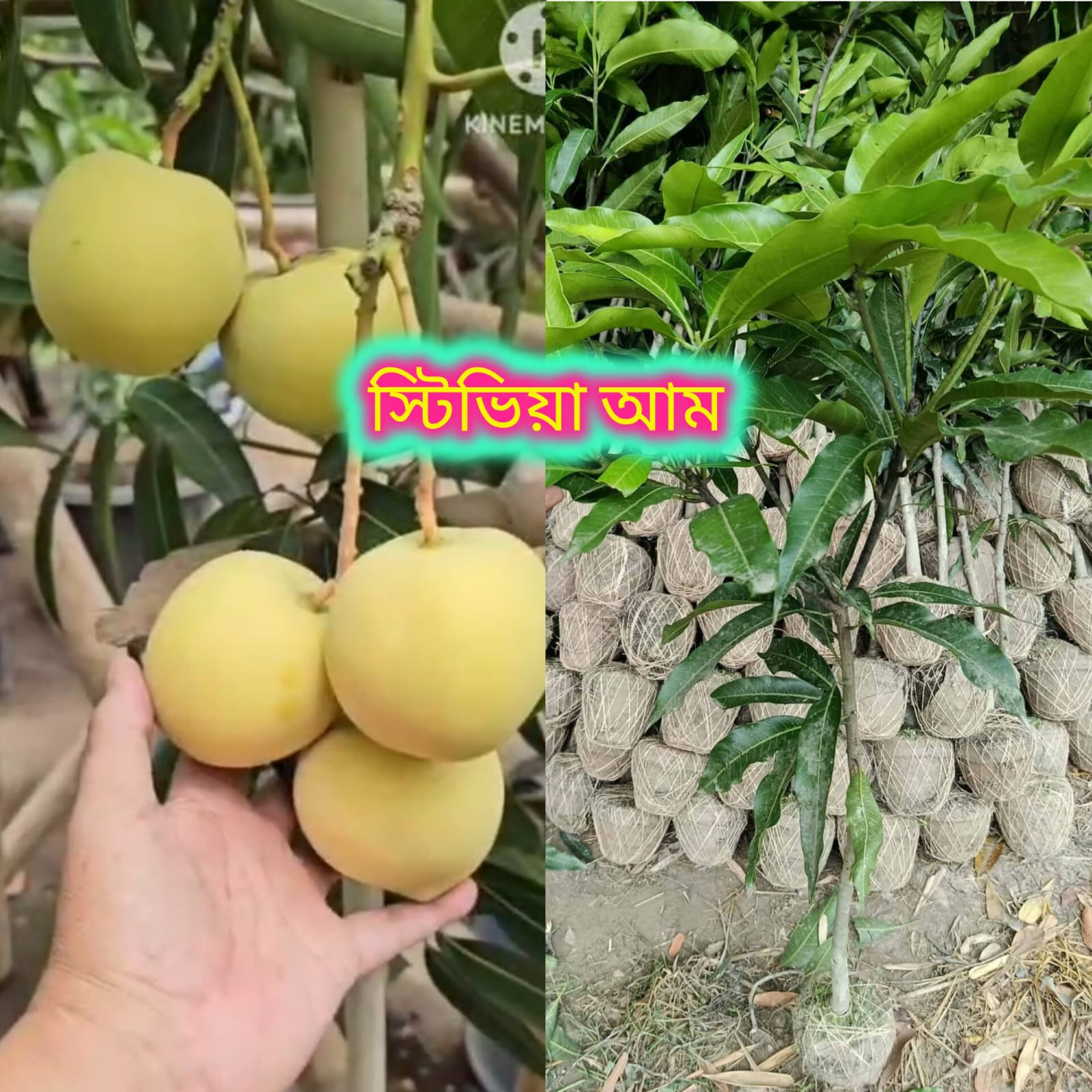 স্টিভিয়া চারা